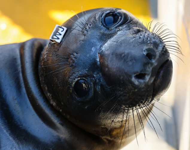 northern elephant seal Maryang