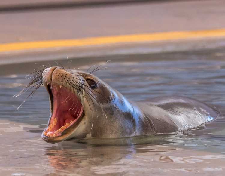 Hawaiian monk seal Pua