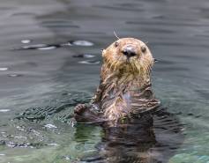 southern sea otter