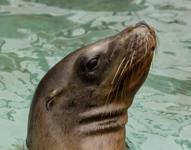 California sea lion Azurite