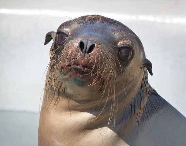 California sea lion Granola