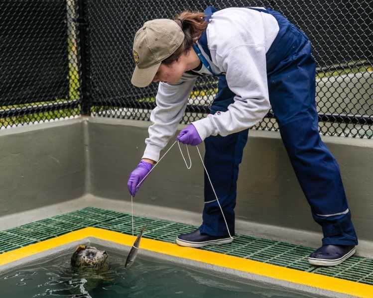 Harbor seal and volunteer in pool
