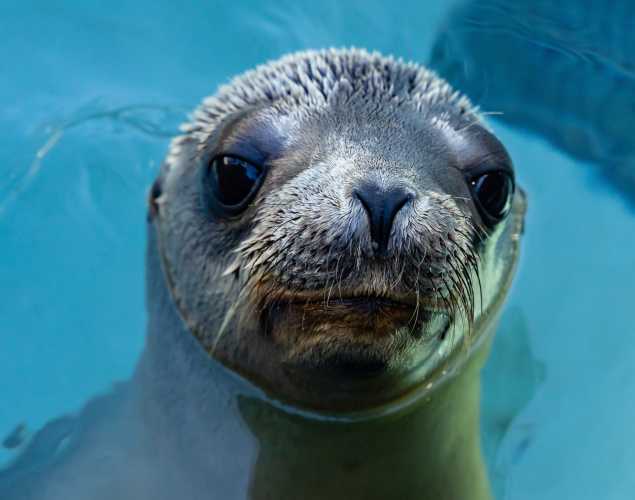 California sea lion Moira