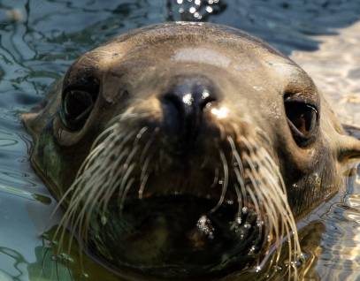 california sea lion ethos