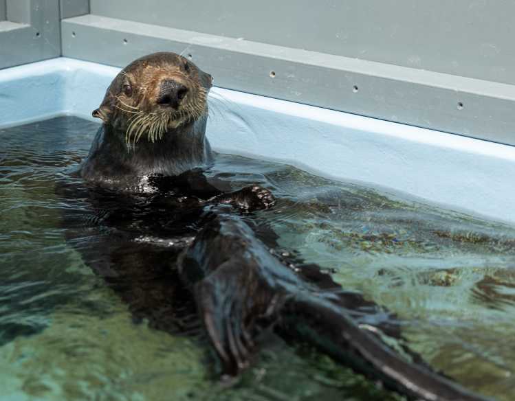 A threatened southern sea otter rests on its back in a veterinary rehabilitation pool.