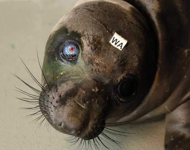 northern elephant seal Teft