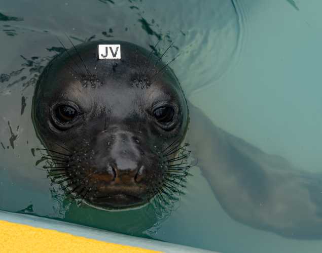 northern elephant seal Salamander