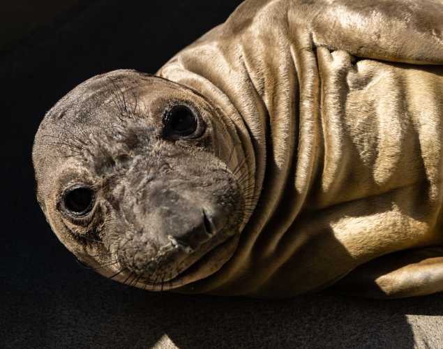 northern elephant seal Bowline