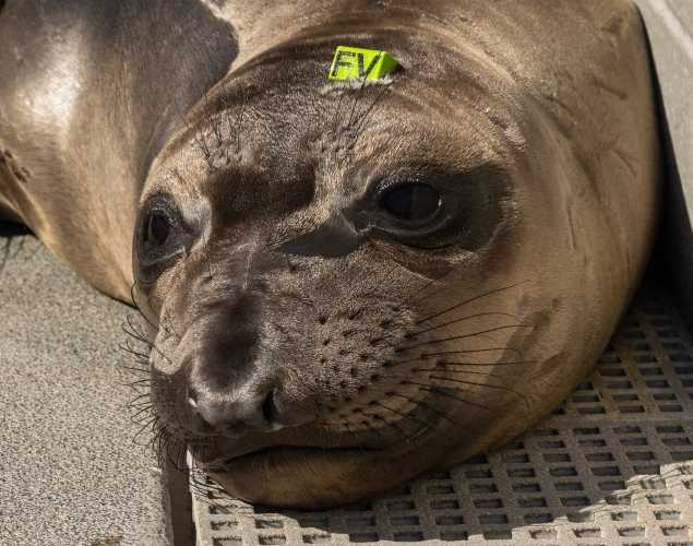 northern elephant seal Farfalle