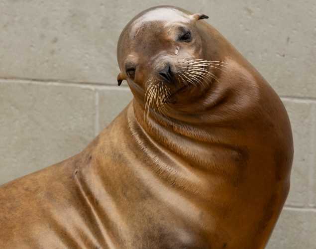 solar california sea lion