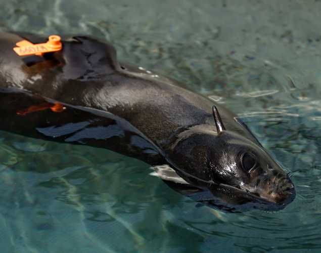 Guadalupe fur seal Theseus