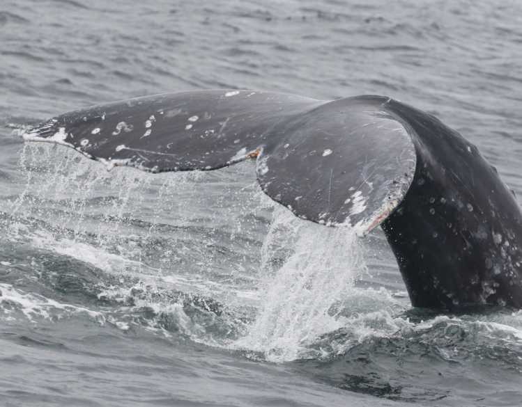 gray whale fluke above the water