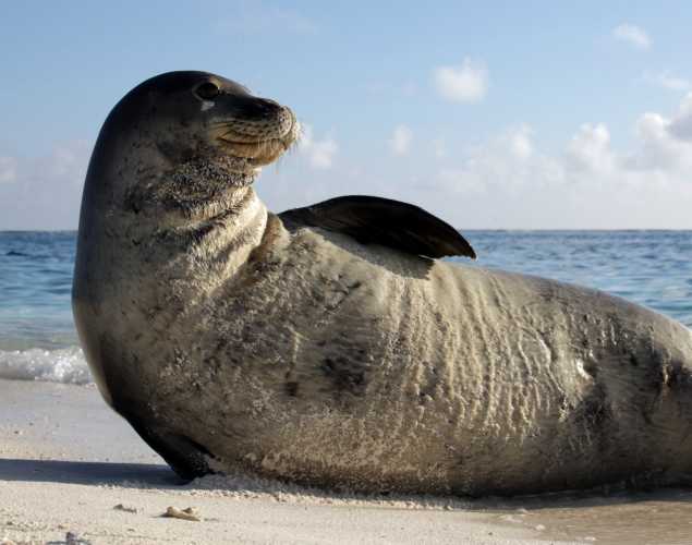 A Hawaiian monk seal rests on its side on a sandy beach.