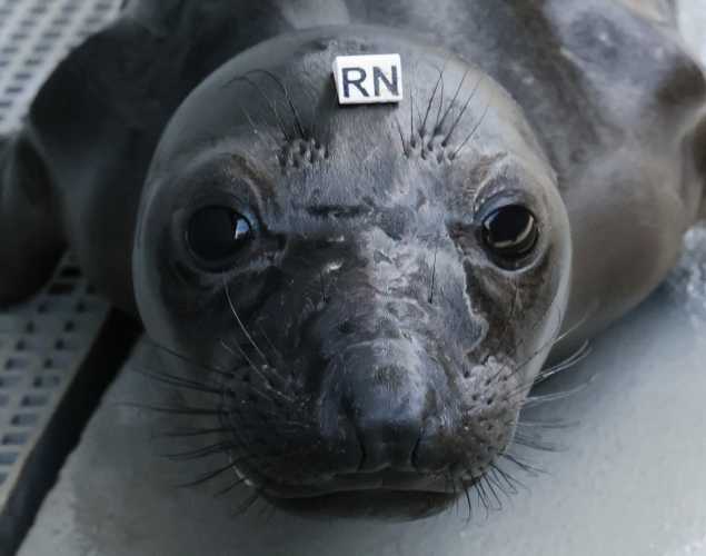 northern elephant seal Loaf