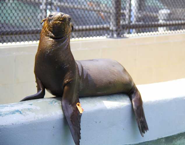 California sea lion pup Hoppie rests on the edge of a rehabilitation pool