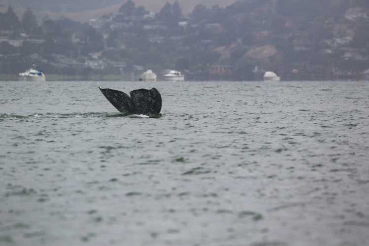 gray whale fluke above water with Tiburon in the background