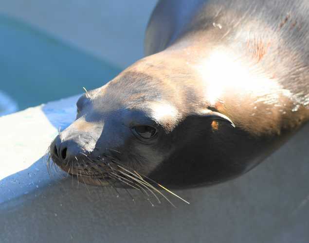 California sea lion Usain