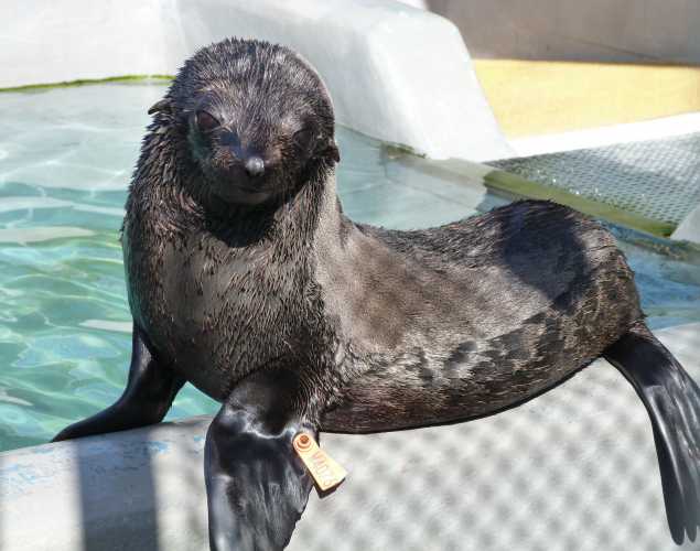 Guadalupe fur seal Mayhew