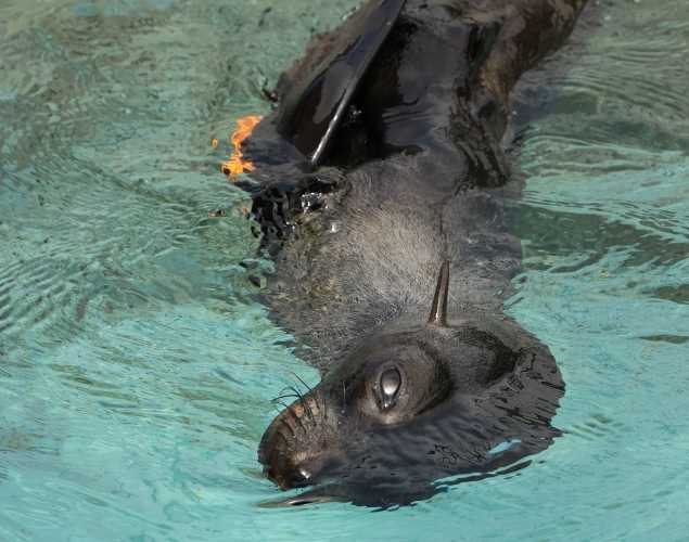 Guadalupe fur seal Helium