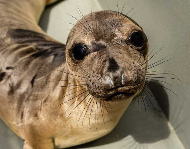 northern elephant seal Sausage