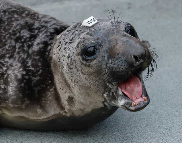 northern elephant seal Madeleine