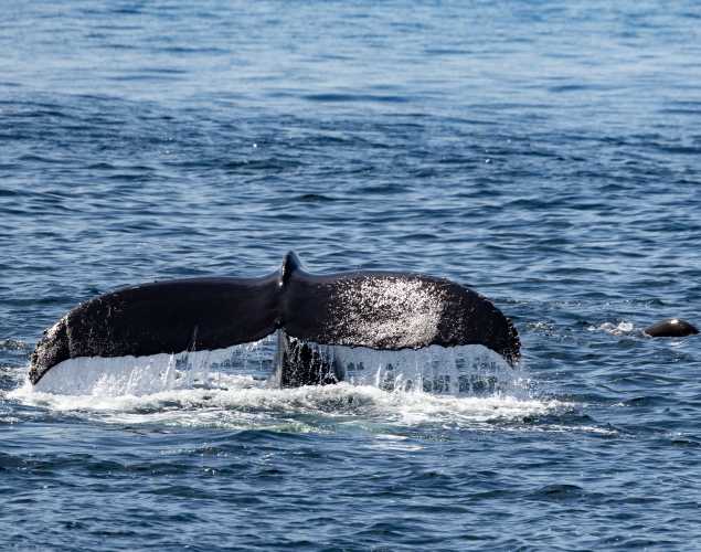 A humpback whale tail rises above the surface as the whale dives underwater. 