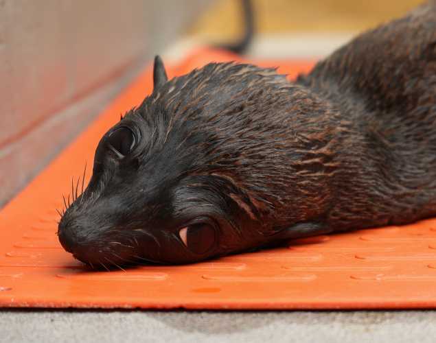 Guadalupe fur seal Gooseneck