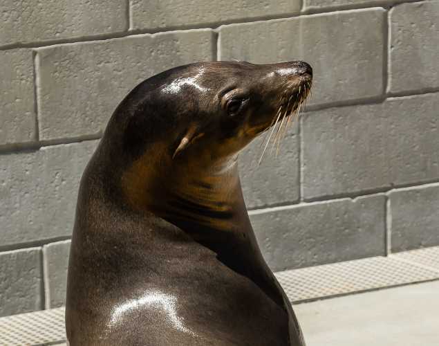 California sea lion Gilligan
