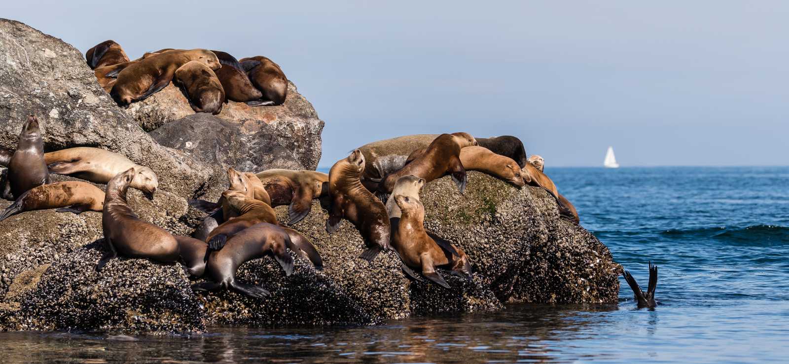 group of California sea lions on a rocky coastline