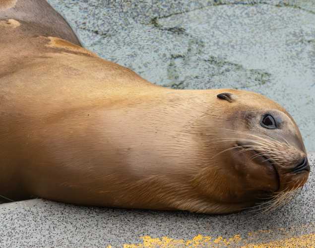 badminton california sea lion