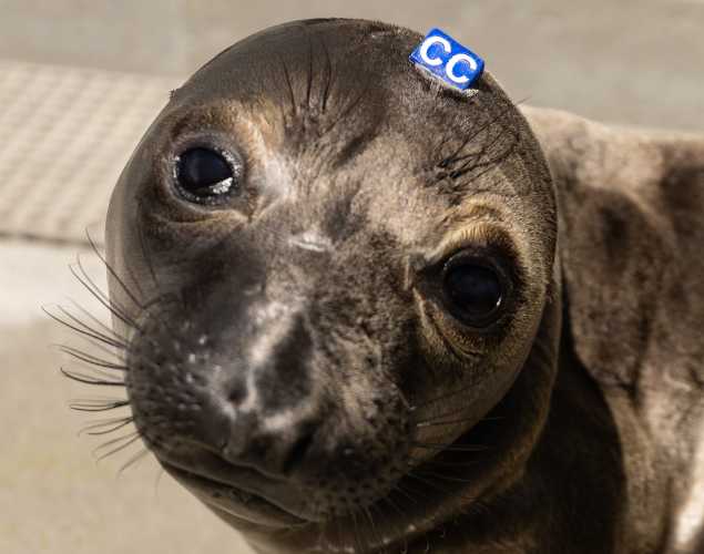 northern elephant seal Delia