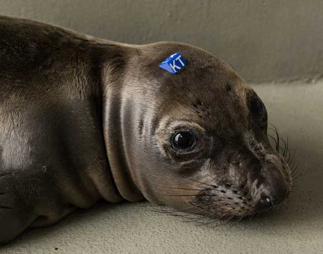 northern elephant seal Contessa