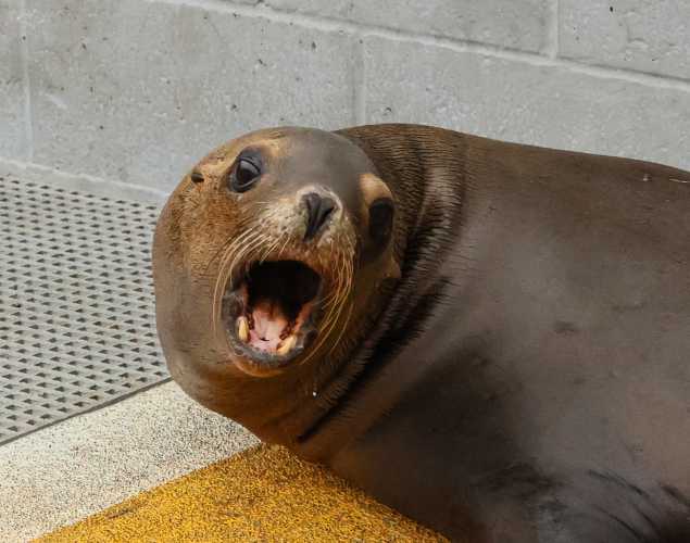 California sea lion Nacho