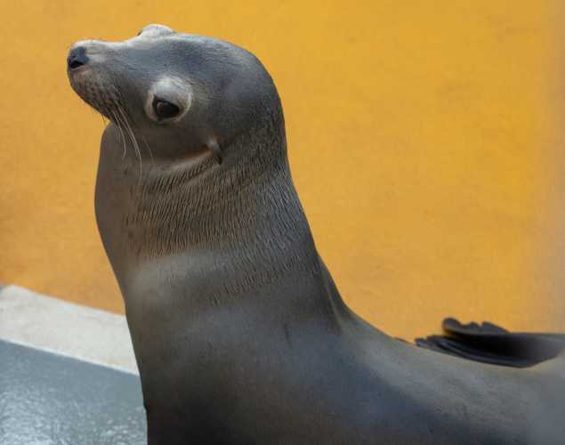 California sea lion
