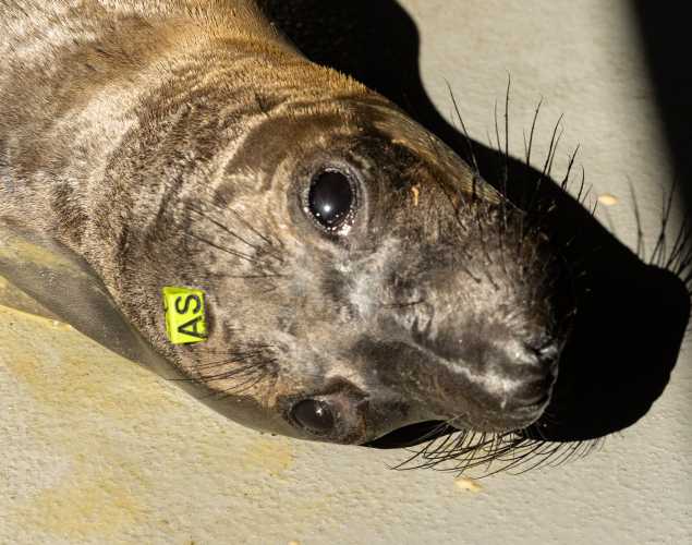 northern elephant seal Shelf