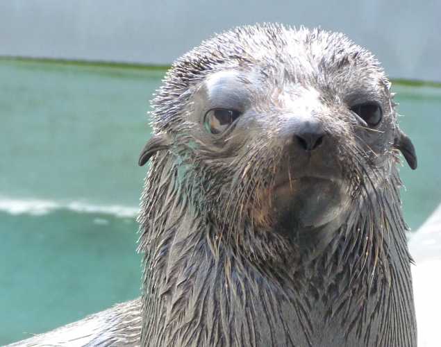 Guadalupe fur seal Dosmarks