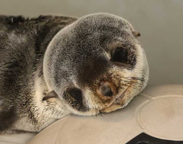 northern fur seal Lamuel