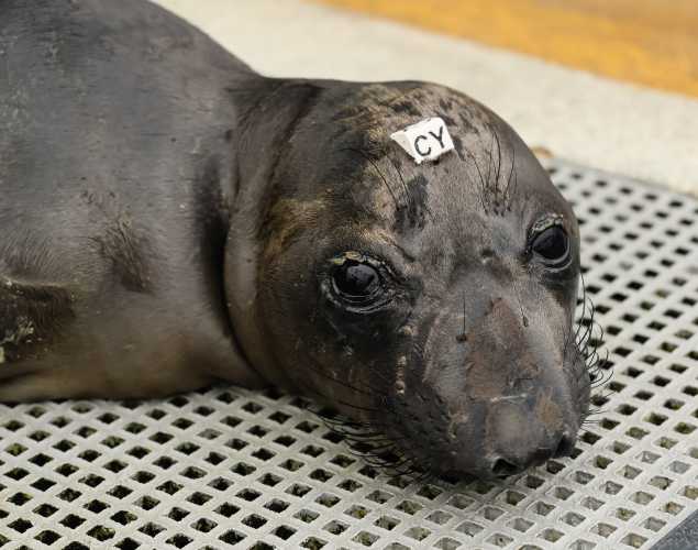 northern elephant seal Chef