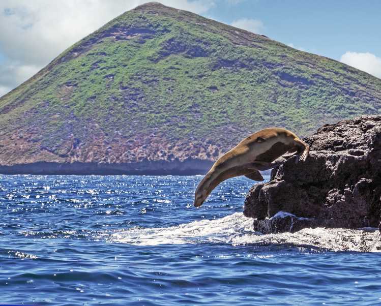 California sea lion diving off a rock into the water