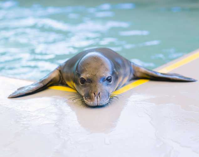 Hawaiian monk seal patient  ‘Ākulikuli