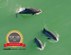 Harbor porpoises seen from above