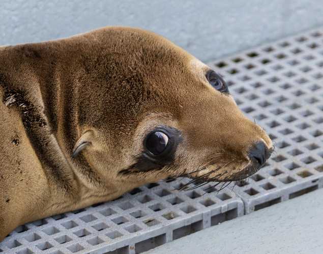 California sea lion Cyclamen