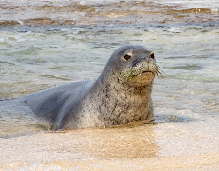 Hawaiian monk seal in shallow water at the shoreline
