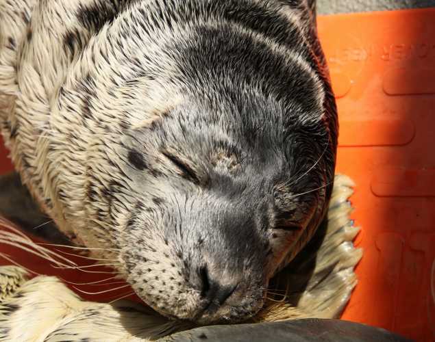 harbor seal Parmesan
