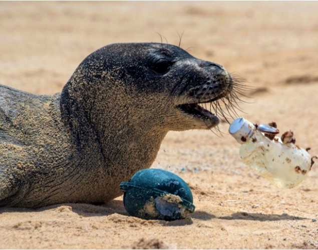 Hawaiian monk seal Niho'ole