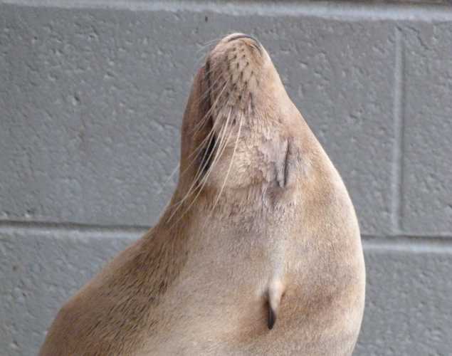 California sea lion Thora