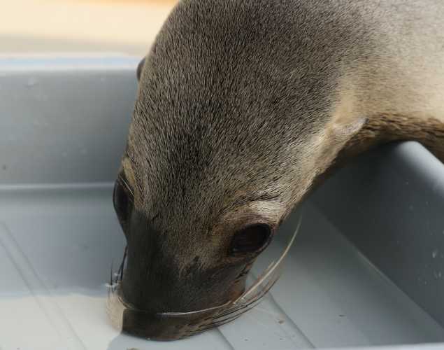 California sea lion Crockett