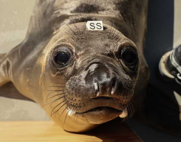 elephant seal Ellsworth