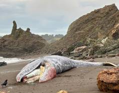 stranded gray whale