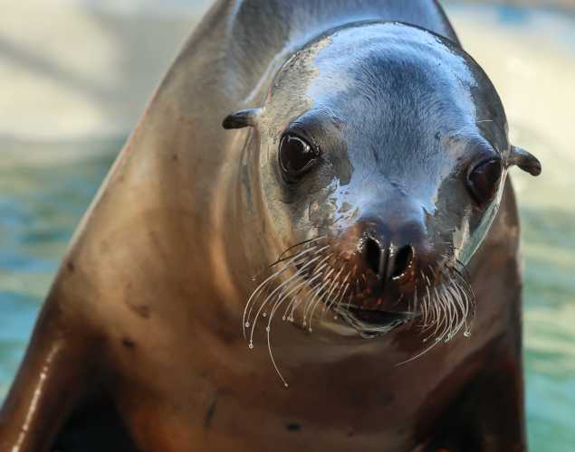 California sea lion Babka